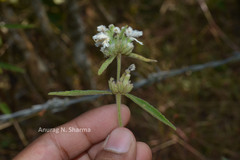 Leucas eriostoma var. eriostoma